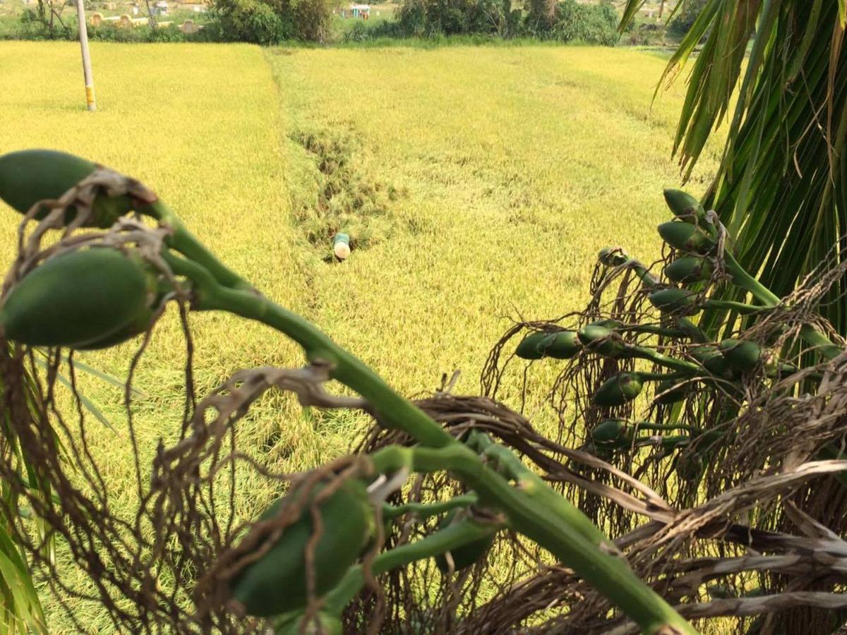 Do River Homestay Hoi An Esterno foto