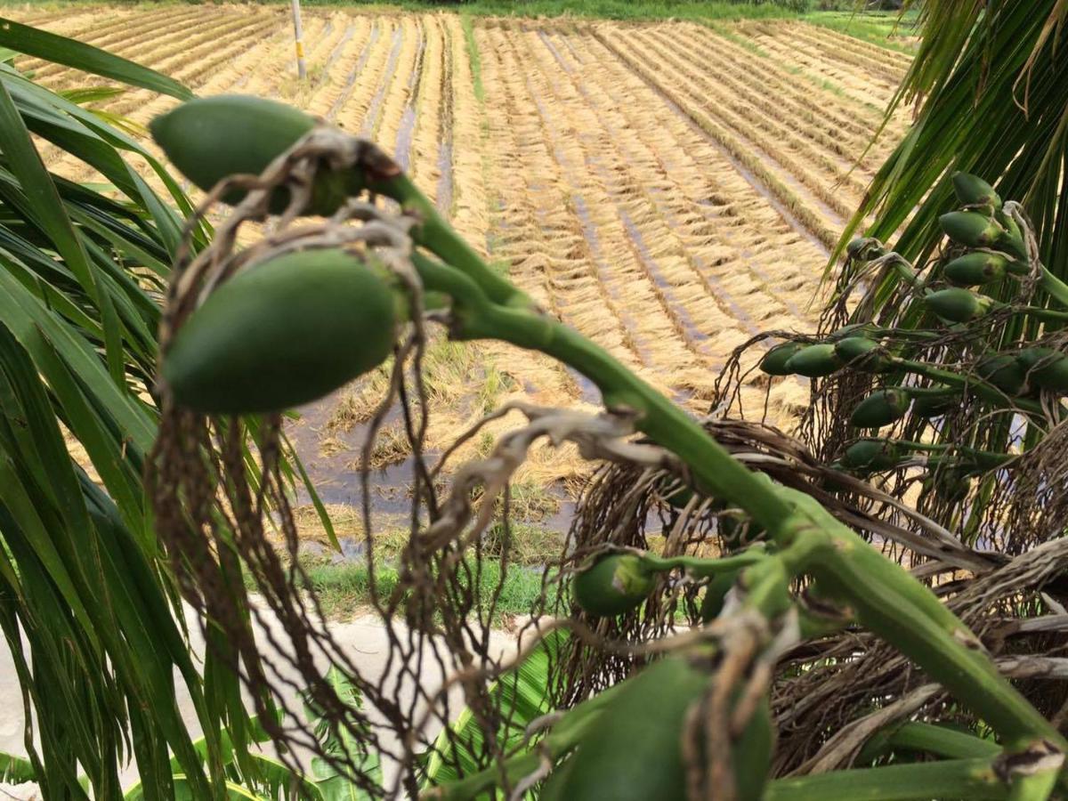 Do River Homestay Hoi An Esterno foto