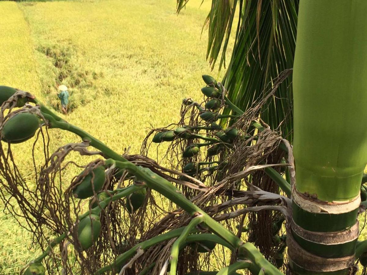 Do River Homestay Hoi An Esterno foto